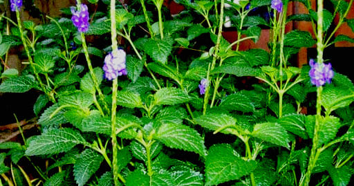 daun pecut kuda